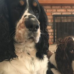 Ernie - English Springer Spaniel