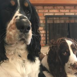 Ernie - English Springer Spaniel