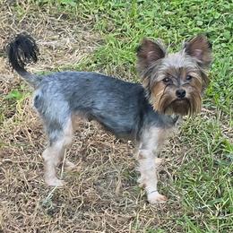 Cami - Yorkshire Terrier