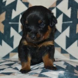 Girl 1 - Black and mahogany female Rottweiler puppy in Ethel, Washington from Titanenheim Rottweilers