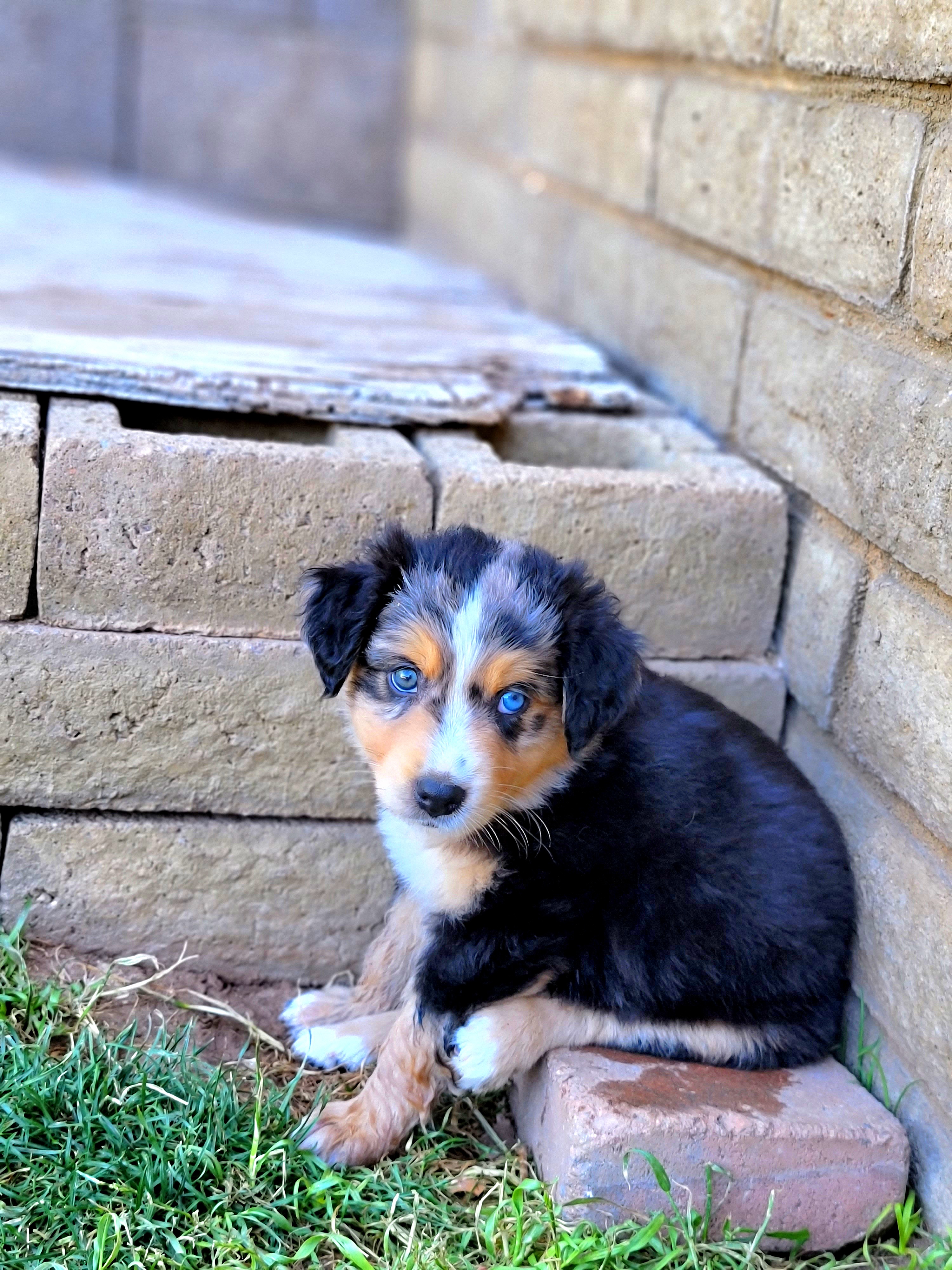 Matzo - Blue merle Australian Shepherd puppy in Glendale, Arizona from Kerr Aussies