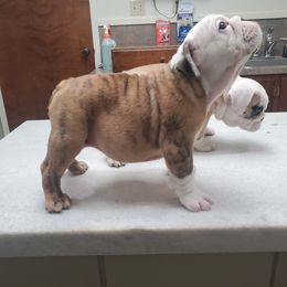 Bulldog and French Bulldog Puppies from Impressive Bulldogs and French Bulldogs