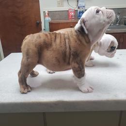 Bulldog and French Bulldog Puppies from Impressive Bulldogs and French Bulldogs