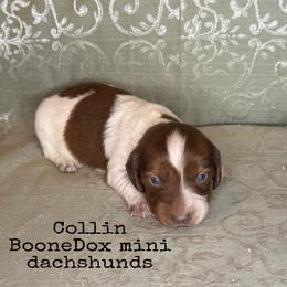 Collin - Piebald male Dachshund puppy in Lexington, Oklahoma from BooneDox Miniature Dachshunds