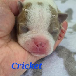 Cricket - Lilac male Boston Terrier puppy in Griffin, Georgia from Celtic Performance Bostons