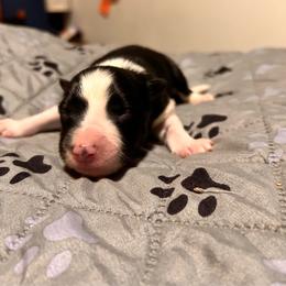 Darry - Black and white male Border Collie puppy in Franklin, Maine from Broad Meadow Borders