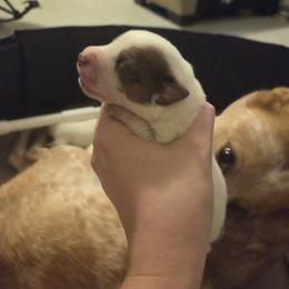 Australian Cattle Dog Puppies from Wild Sage Cattle Dogs