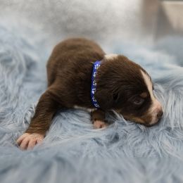 Australian Shepherd Puppies from Crooked Creek Australian Shepherds