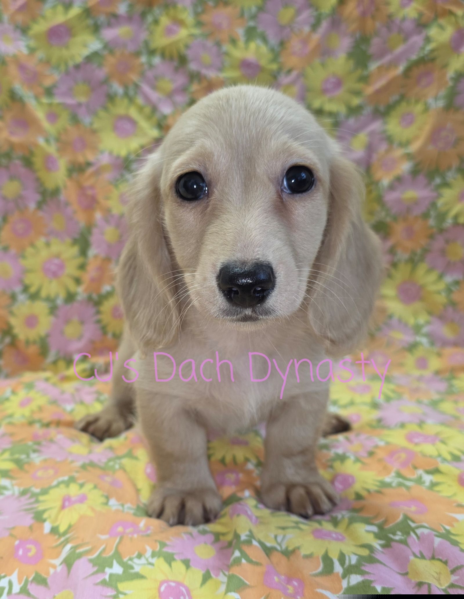 Carlee 2800 - Cream female Dachshund puppy in Gatesville, Texas from CJ's Dach Dynasty