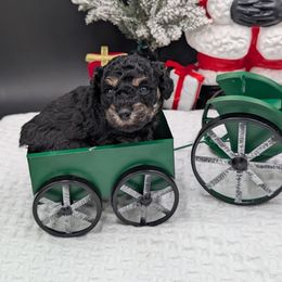 St. Nicholas - Black and tan male Cavapoo puppy in Austin, Texas from Doodles of Central Texas