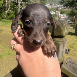 Billy - Dapple male Dachshund puppy in Richwood, West Virginia from Wild and Wonderful Wieners