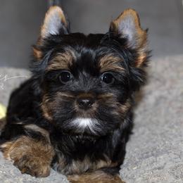 Ryder - Black and tan male Yorkshire Terrier puppy in Austin, Texas from H6 Yorkies