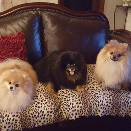 French Bulldog and Pomeranian All Grown Up from Legendary French Bulldogs