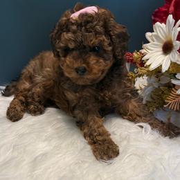 Ruth - Sable female Poodle puppy in Lakeland, Florida from Blessed Beginnings Puppies