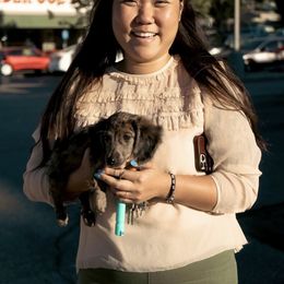 Dachshund Puppies from Mini Doxies R Us