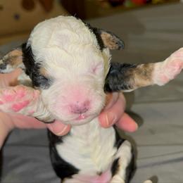 Girl 1 - Tri-color female Bernedoodle puppy in Los Angeles, California from Bernied00dle Love