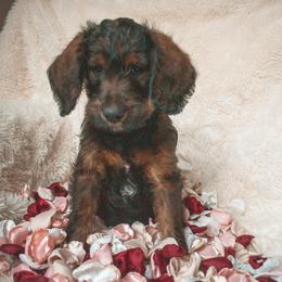 Schnoodle Puppies from Bentley's Beloved Paws