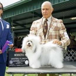 Milly - Havanese