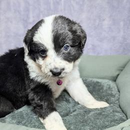 Australian Shepherd and Great Dane Puppies from AEW Farm