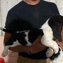 Girl 1 - Black brown and white female Basset Hound puppy in Hudson, Michigan from Bachman’s Kennel