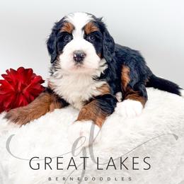 Anchor - Tri-color male Bernedoodle puppy in Baroda, Michigan from Great Lakes Bernedoodles