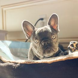 Sol - French Bulldog