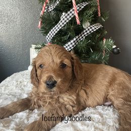 Goldendoodle Puppies from Ice Family Goldendoodles