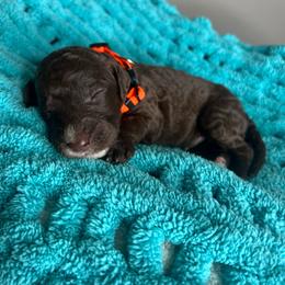 Orange - Chocolate male Labradoodle puppy in Ellenwood, Georgia from Four Paws Down