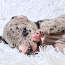 Ceasar Flickerman - Merle male Great Dane puppy in Montgomery, Texas from KD Sweet Southern Danes