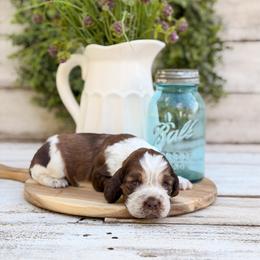 Tinker Bell - Tri-Roan female English Springer Spaniel puppy in Henderson County, North Carolina from Roan Creek Kennels