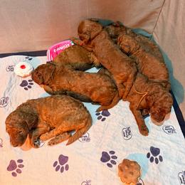 Goldendoodle puppies from Double Shot Boykins
