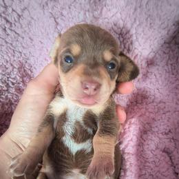 Twix - Chocolate and tan female Dachshund puppy in Opelika, Alabama from Dachshund Darlins