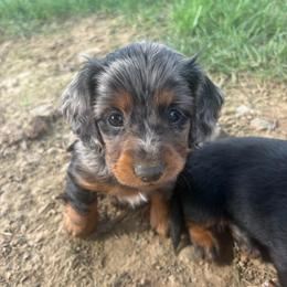 Sterling - Dapple male Dachshund puppy in Utica, Ohio from Poodle Me Crazy