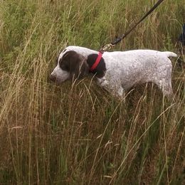 German Shorthaired Pointer Puppies from Redrock German Shorthaired Pointers