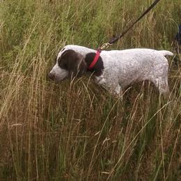 German Shorthaired Pointer Puppies from Redrock German Shorthaired Pointers