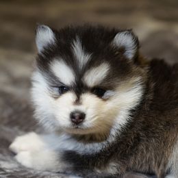 Wendy - Black and white female Pomsky puppy in Los Angeles, California from CaliMex Pomskies