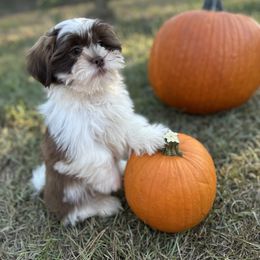CKC Boy 8 - Liver and white male Shih Tzu puppy in Houston, Texas from Paws n Claws