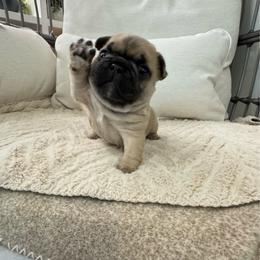 Finn - Fawn and white male French Bulldog puppy in Seneca, South Carolina from Keowee Kennels
