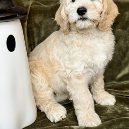 Goldendoodle Puppies from Gentry Doodles