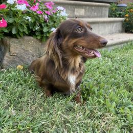 Denali - Dachshund