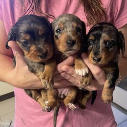 Dachshund Puppies from Barrett’s Doxie Farm