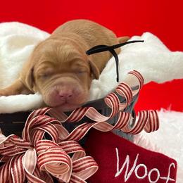 Black collar - Yellow male Labrador Retriever puppy in Heath Springs, South Carolina from Rich Hill Retrievers