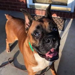 Cider - Boxer