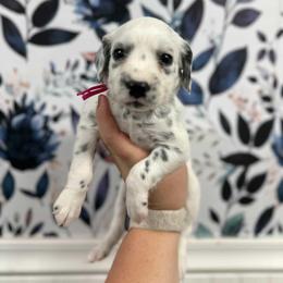 Polly Pocket - White and black female Dalmatian puppy in Gray, Georgia from Fuller Spots