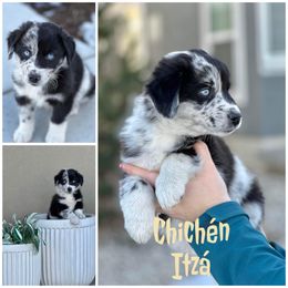 Boy 3 (Chichen Itza) - Blue merle Australian Shepherd puppy in Utah from Sage Brook Companions