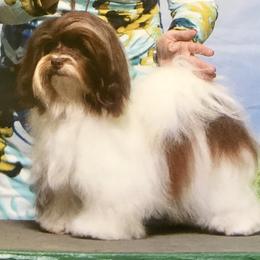 Cherish - Havanese