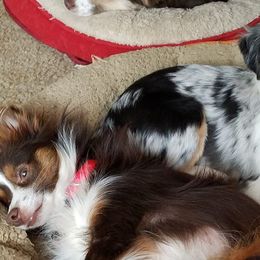 Miniature Australian Shepherds and Toy Australian Shepherds from Triple Ten Aussies
