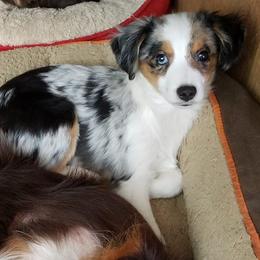 Miniature Australian Shepherds and Toy Australian Shepherds from Triple Ten Aussies