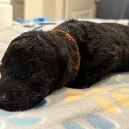 Goldendoodle and Poodle Puppies from Southern Stroll Poodles & Doodles