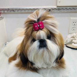 Dyna - Gold and white female Shih Tzu puppy in Monclova, Ohio from Heritage Toy Poodles & Hallmark Jolei Shih Tzus